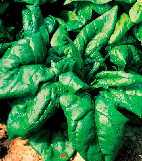 Шпинат  Лагос F1