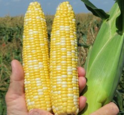 Кукурудза БСС 1075 F1 | BSS 1075 F1 Syngenta, 1000шт насінин